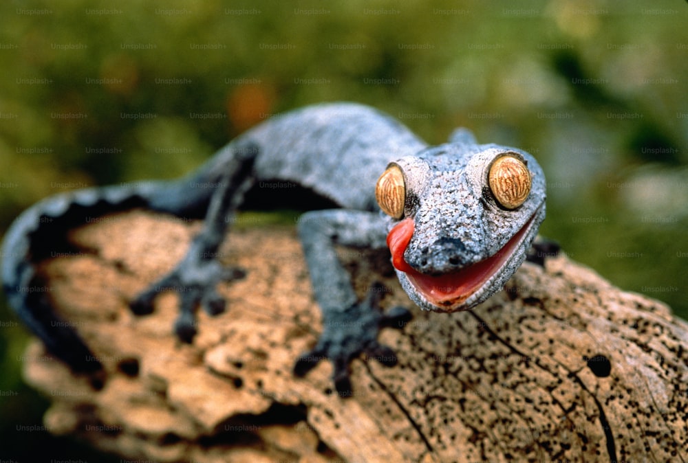 Los geckos son lagartos inofensivos. Tienden a estar activos por la noche, cuando cazan insectos.