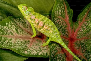 Other common name: carpet chameleon. Found throughout most of Madagascar with the exception of the north and northwest.