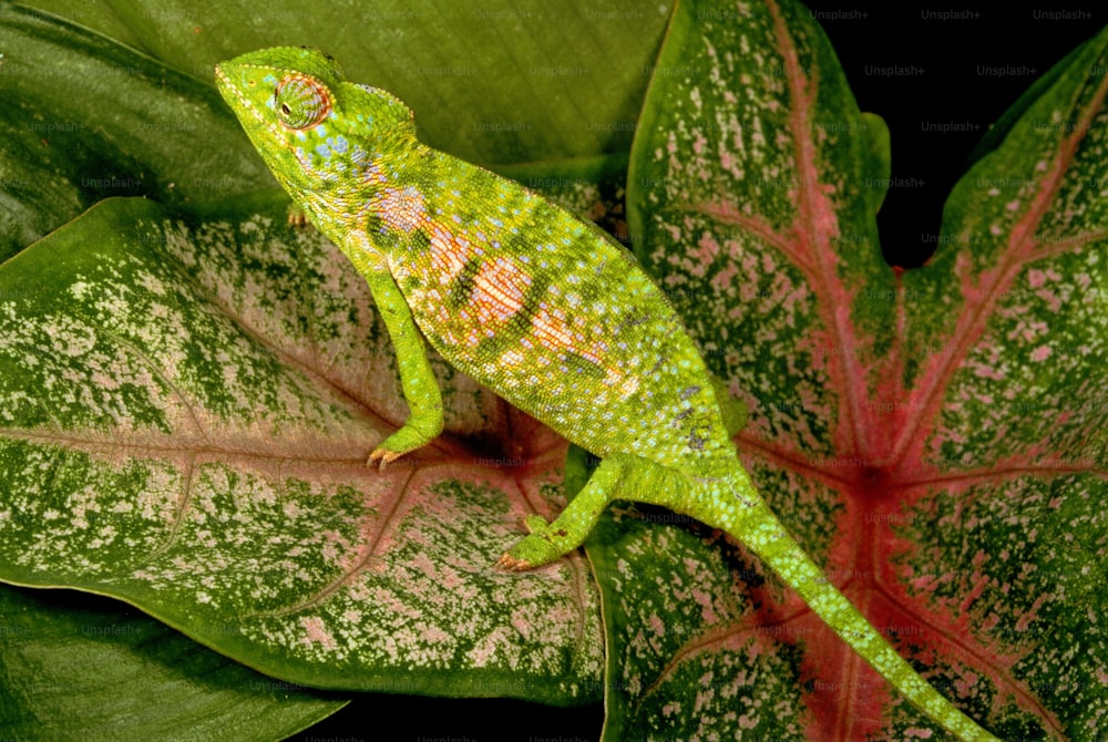 Other common name: carpet chameleon. Found throughout most of Madagascar with the exception of the north and northwest.