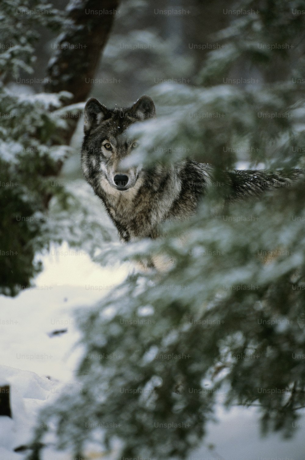 다른 일반적인 이름 : 목재 늑대. 회색 늑대는 무리를 지어 다니는 동물로, 부모와 새끼가 기본 무리를 형성합니다. 겨울철에는 더 큰 팩이 형성됩니다. 늑대는 북유럽, 아시아 및 북미에서 발견됩니다.