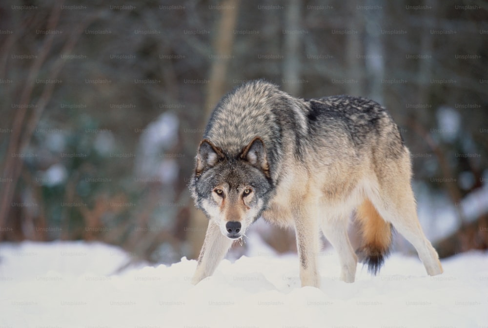 Autre nom commun : loup des bois. Les loups gris sont des animaux de meute, les parents et les petits formant la meute de base. Pendant les mois d’hiver, de plus grandes meutes se forment. Les loups se trouvent en Europe du Nord, en Asie et en Amérique du Nord.