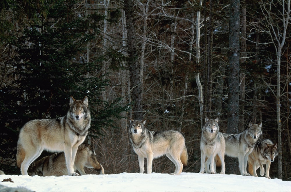 Other common name: timber wolf. Grey wolves are pack animals, with parents and cubs forming the basic pack. During the winter months larger packs are formed. Wolves are found in Northern Europe, Asia, and North America.