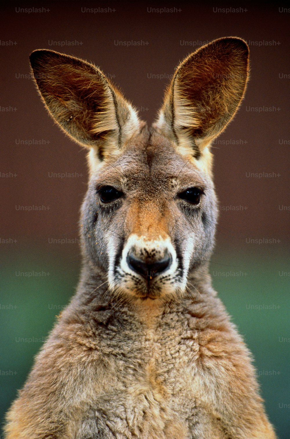Kangaroos are marsupials native to Australia and nearby islands. They have large, powerful hind legs which are used for hopping; a large kangaroo can jump 9 metres (30 feet), and long tails which are used for balance and support.