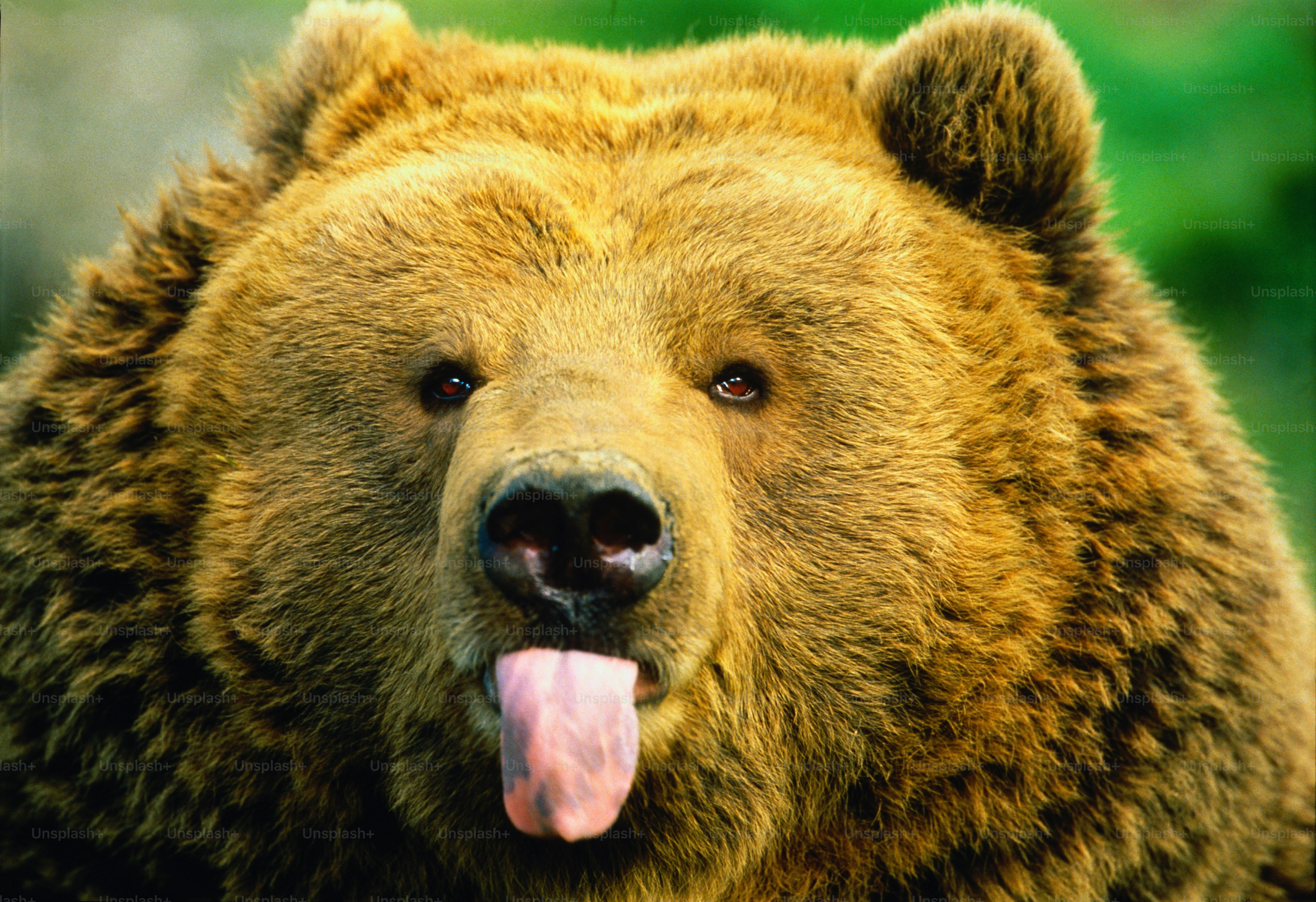 Kodiak bears are a subspecies of the brown (or grizzly) bear. Naturally
