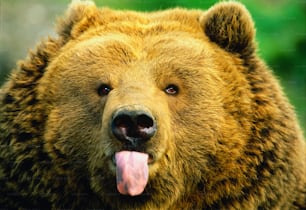 Kodiakbären sind eine Unterart des Braunbären (oder Grizzlybären). Natürlich sind sie nur auf den Kodiak-, Afognak- und Shuyak-Inseln in Alaska zu finden. Kodiak-Bären sind Allesfresser, die sich von Sukkulenten, Beeren und Fischen ernähren. Dieser Bär ist in Gefangenschaft.