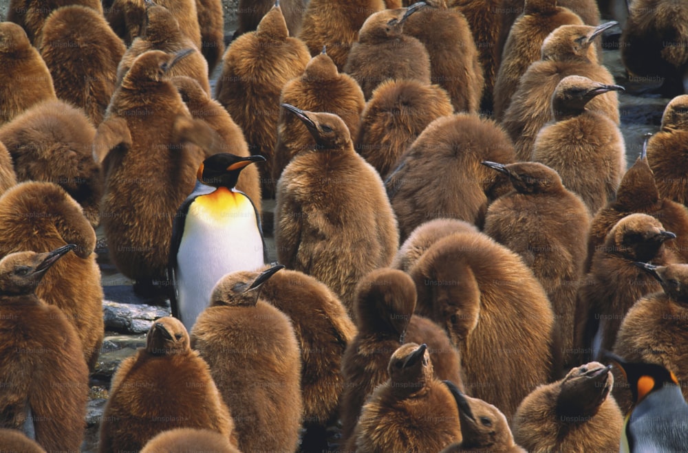 Georgia del Sur. Los pingüinos rey no pueden volar, pero son buenos nadadores. Se encuentran en la Antártida, en la punta de América del Sur y en algunas islas del hemisferio sur.