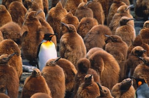 Südgeorgien. Königspinguine können nicht fliegen, sind aber starke Schwimmer. Sie kommen in der Antarktis, der Spitze Südamerikas und auf einigen Inseln der südlichen Hemisphäre vor.