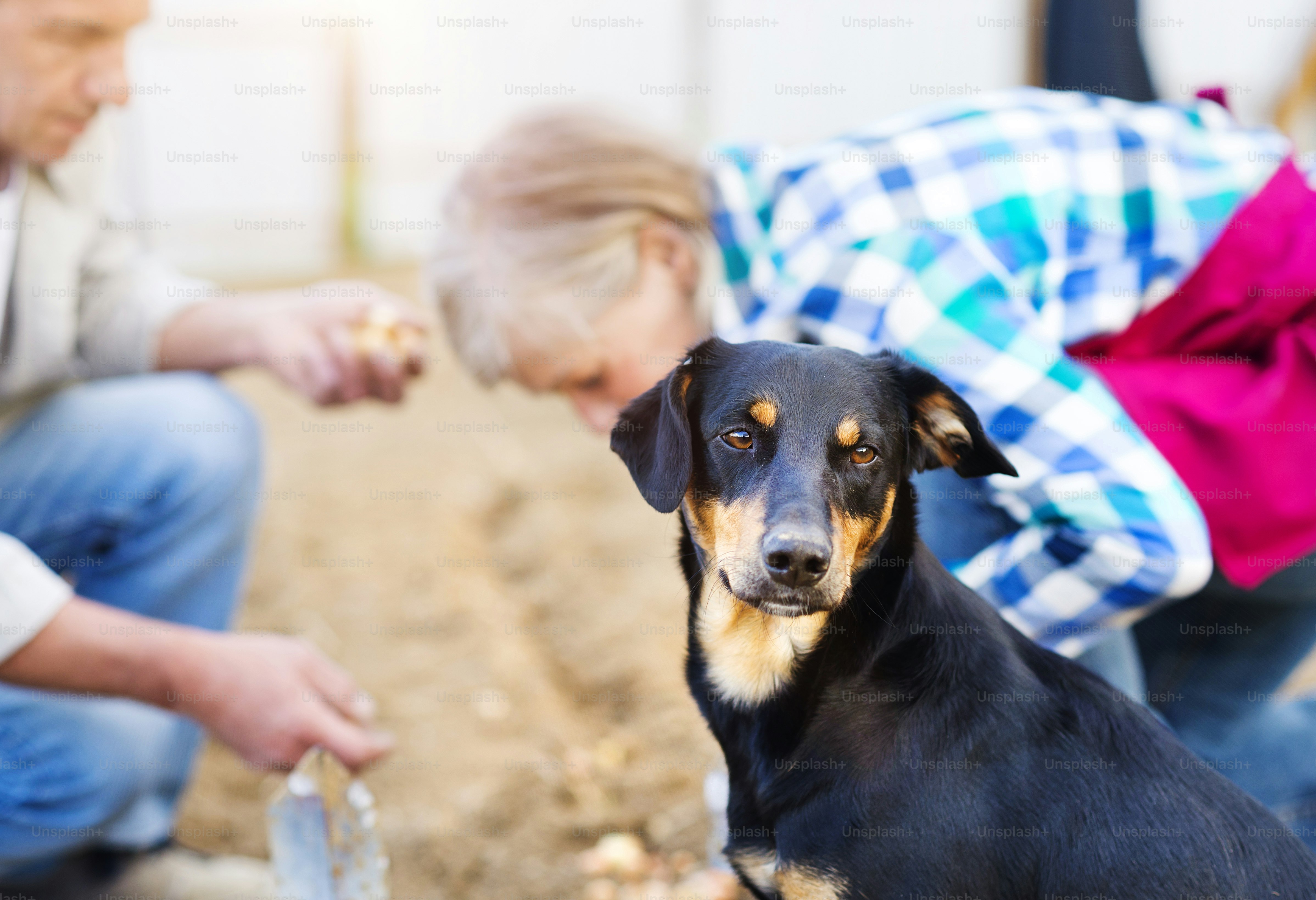 Senior couple planting seeds of onion in their garden