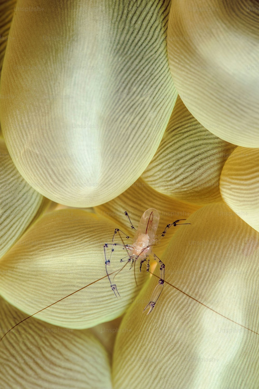 Eine Bubble Coral Shrimp in Lembeh