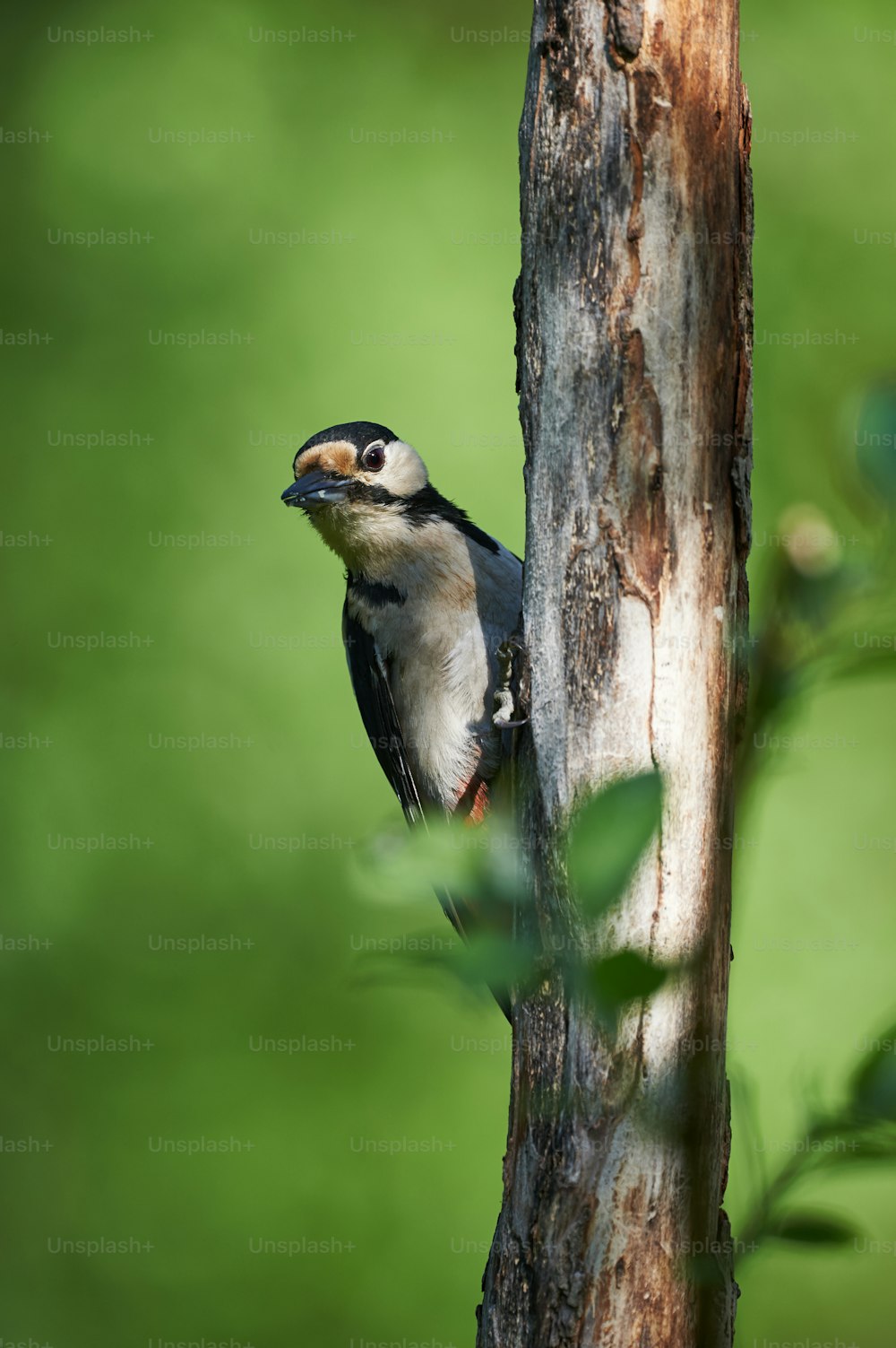 Curious great spotted woodpecker  looks from behind a tree
