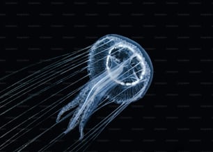 Una medusa en el mar de Mármara
