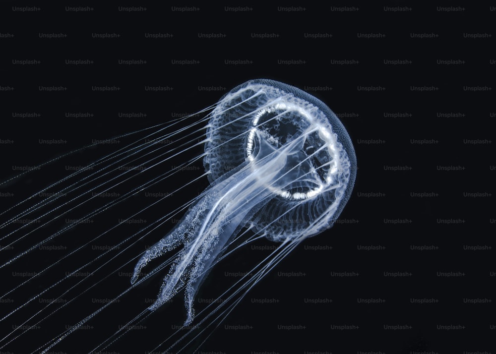 A  medusa in Marmara Sea