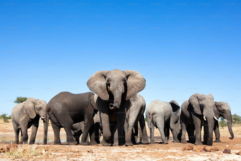 Elephants at a waterhole