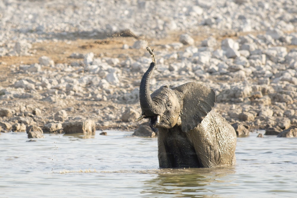 Éléphant au point d’eau d’Okaukuejo