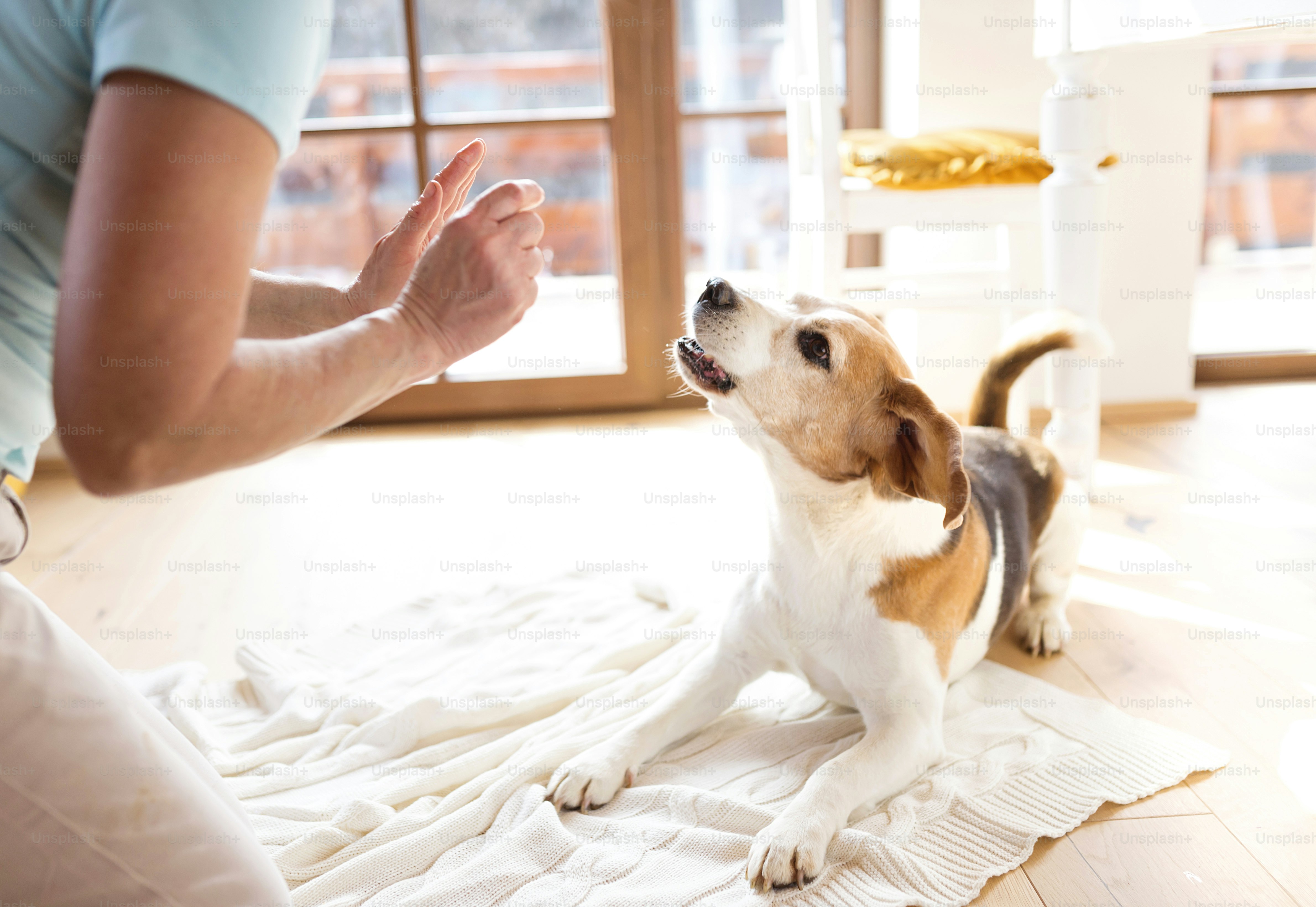 Senior woman with dog inside of her house.