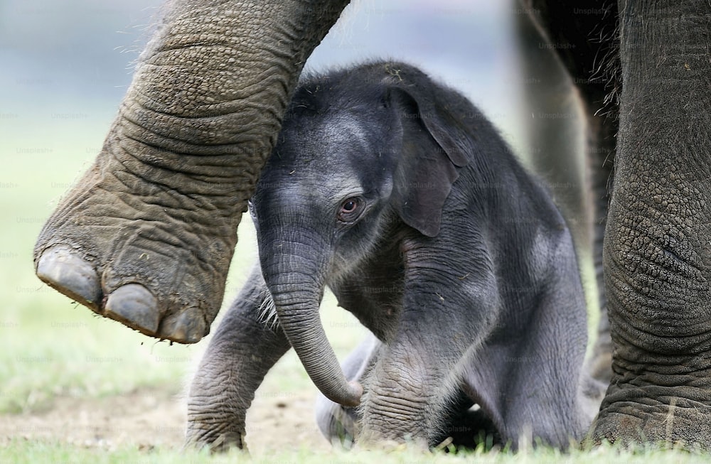 BEDFORDSHIRE, ENGLAND - SEPTEMBER 29:  The as yet unnamed second Asian elephant calf to be born in the last 7 months stands at a photocall with its mother Azizah at Whipsnade Wild Animal Park on September 29, 2004 in Dunstable, Bedfordshire, England. Azizah is one of the three Asian elephants moved from London Zoo to Whipsnade in December 2001, and her new calf joins her sister Kaylee's, born earlier this year.