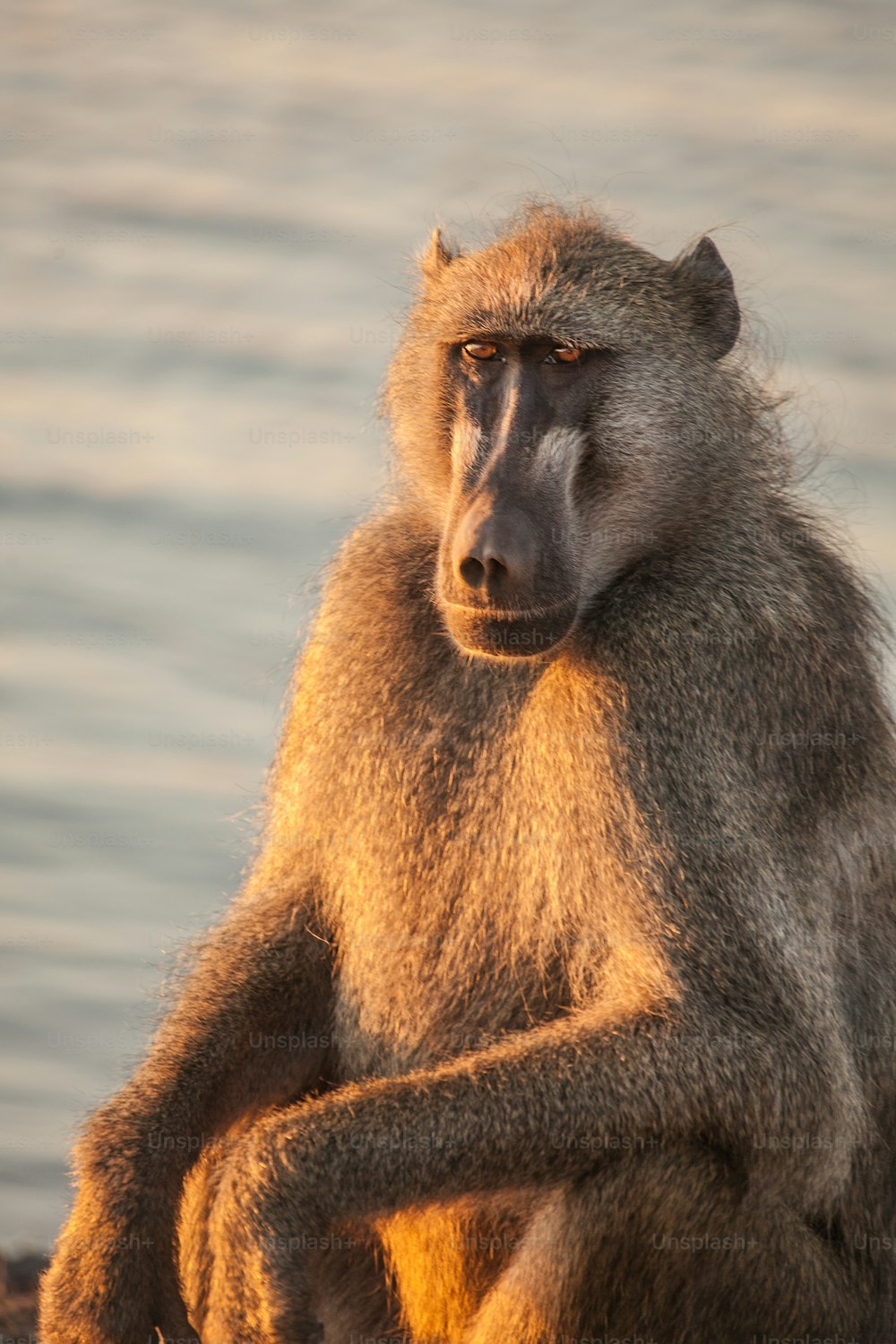 Baboon resting by a river