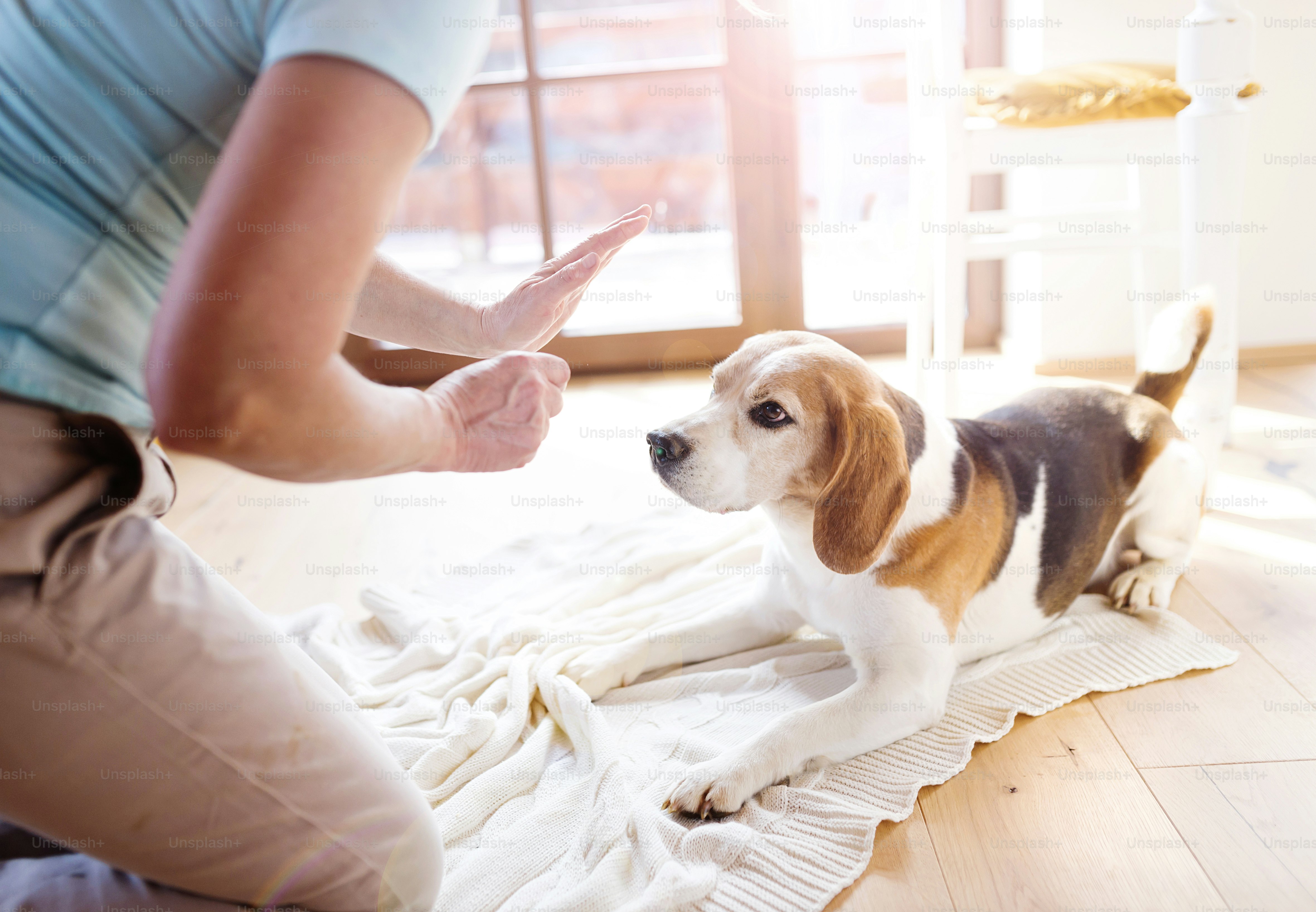 Senior woman with dog inside of her house.