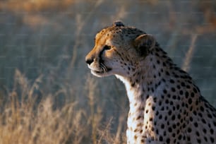 Cheetah Portrait in afternoon light
