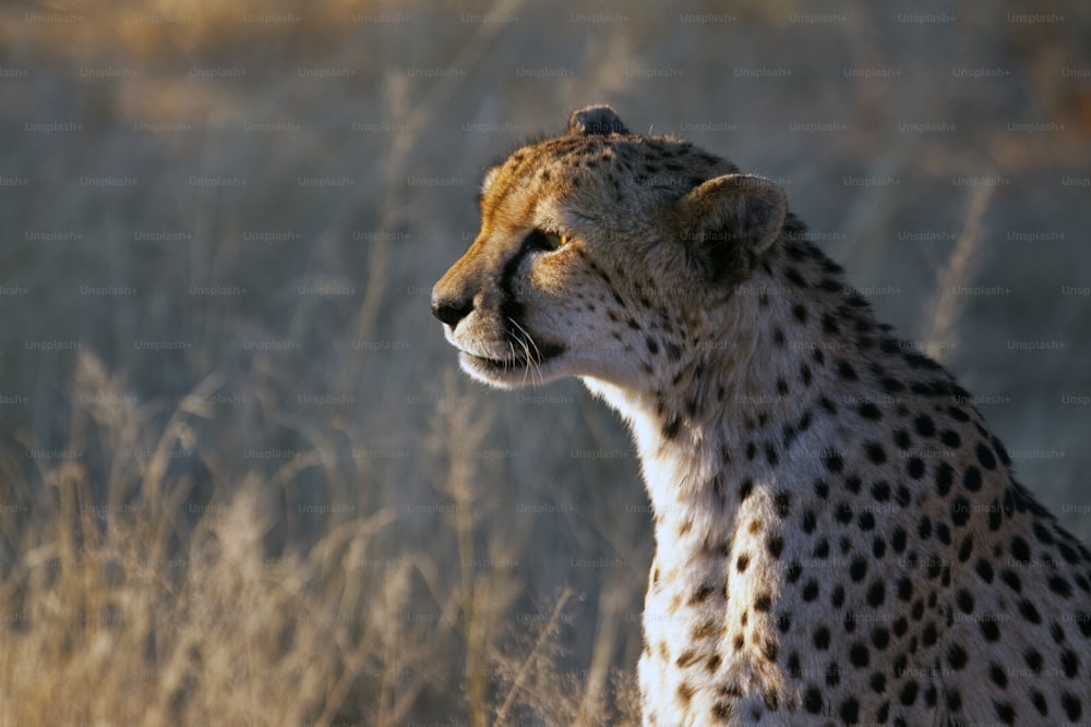 Retrato de guepardo a la luz de la tarde