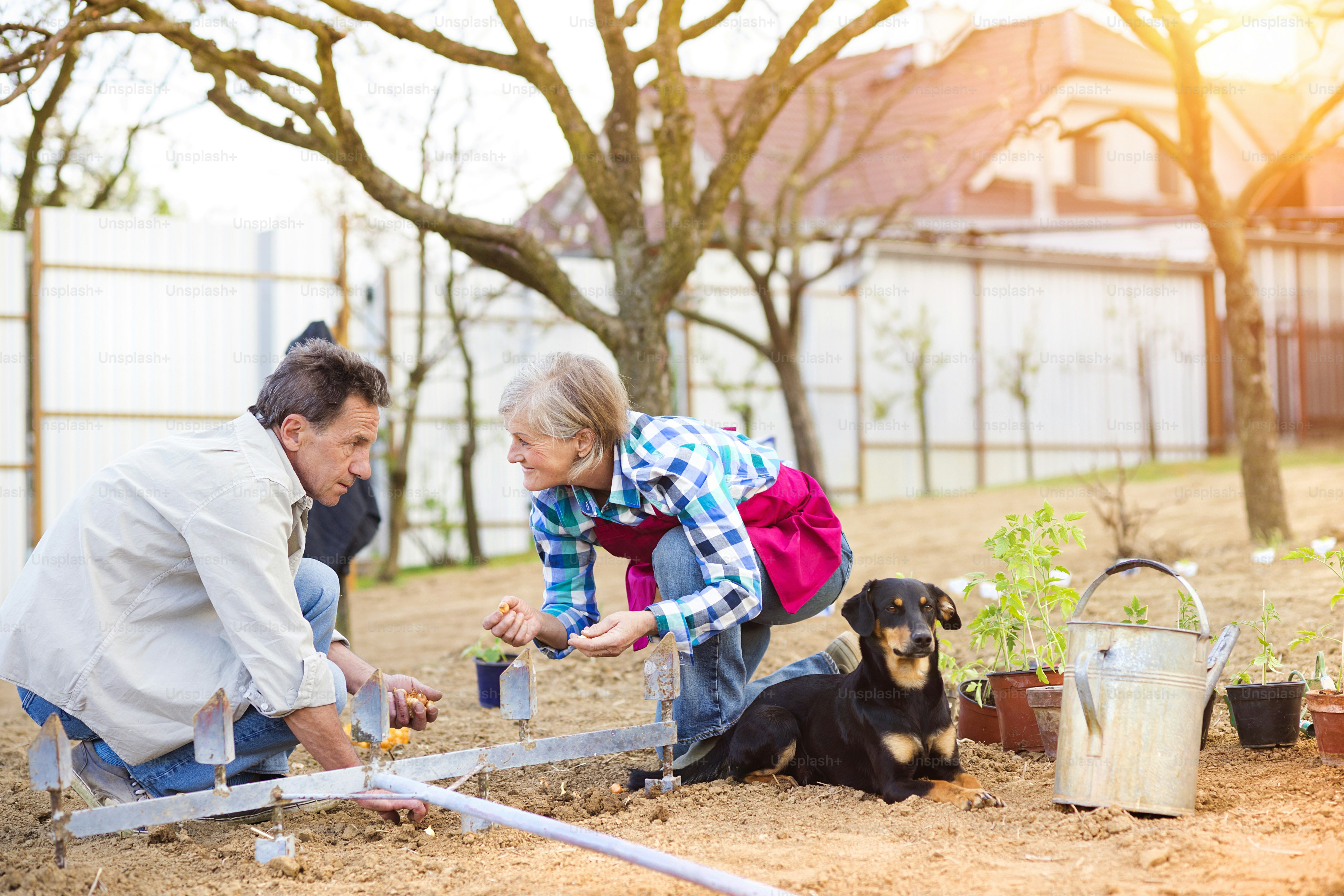 Senior couple planting seeds of onion in their garden