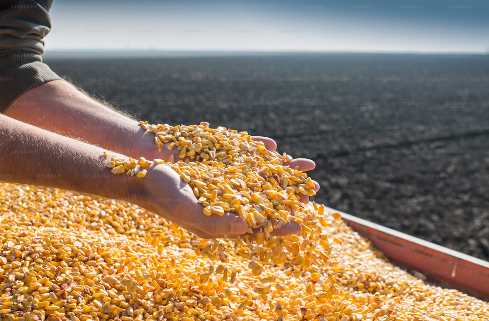 Corn seed in hand of farmer.