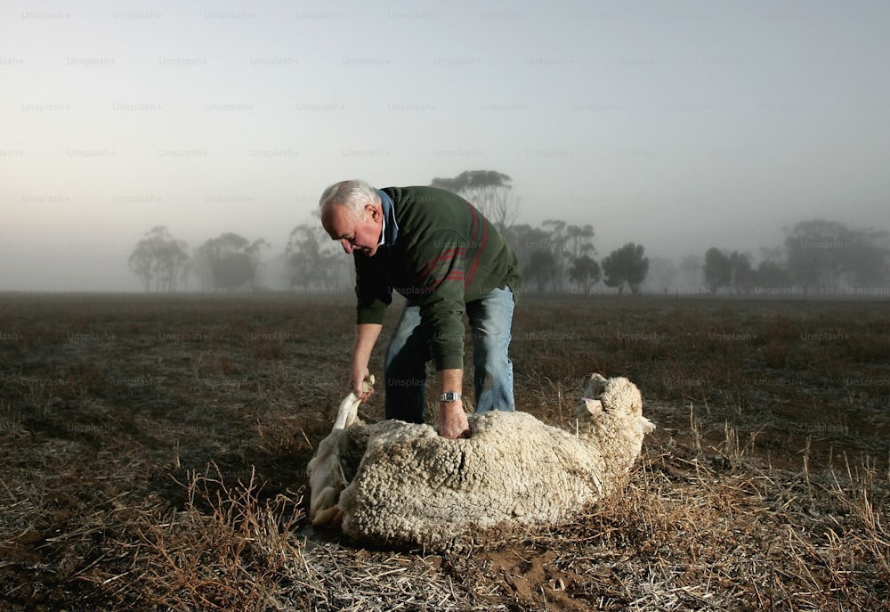 WARRACKNABEAL, AUSTRALIA - JUNE 3: Neville Marshman helps a ewe lambing with twins June 3, 2005 on his property "Prospect" in Warracknabeal, Australia. It has been the second-driest January to April period on record and the Bureau of Meteorology says the chances of an El Nino event are 50 per cent, double the normal odds. Sheep prices remain relatively high, but the cost of hand feeding and buying water for stock is crippling farmers.
