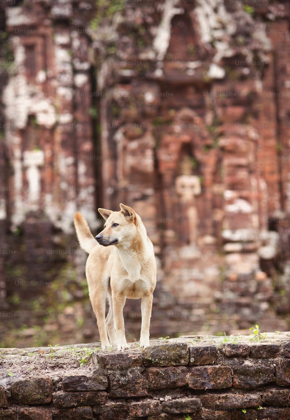 Dog standing outside the temple in Vietnam