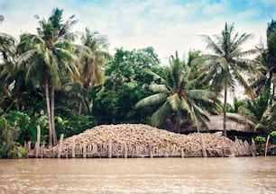 Cocos cosechados bajo las palmeras a la orilla de un río