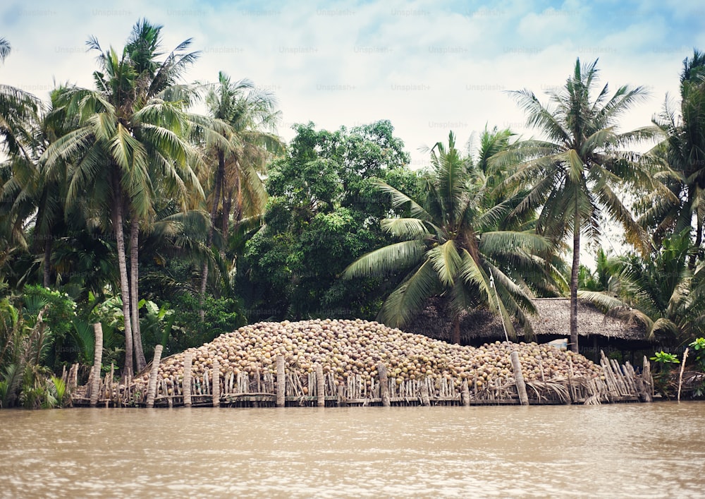 Harvested coconuts under the palm trees at the bank of a river