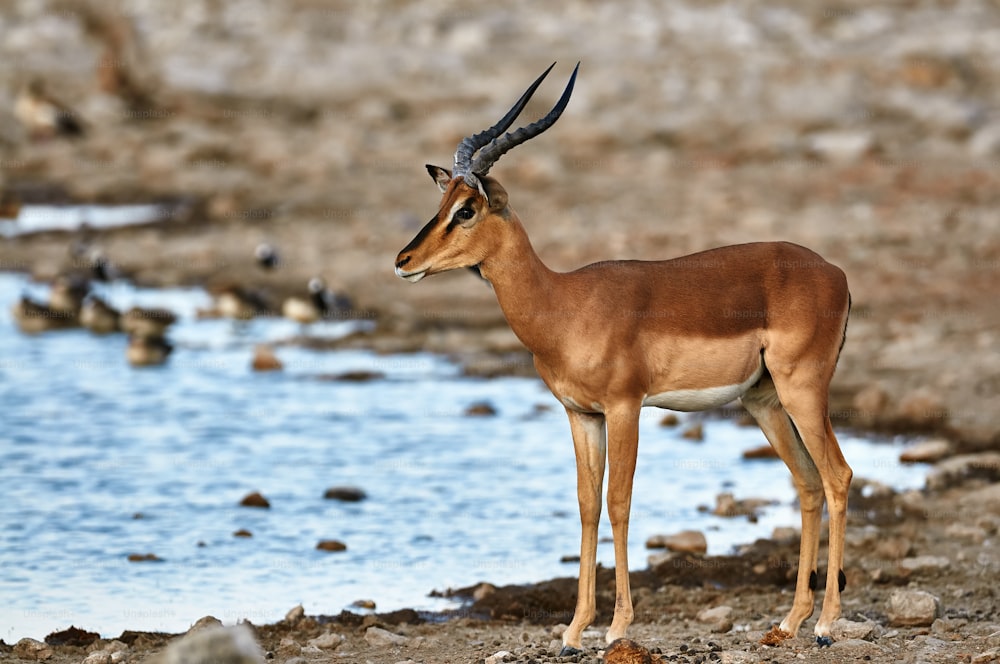 Homem de impala de cara preta em um poço de água no Parque Nacional de Etosha