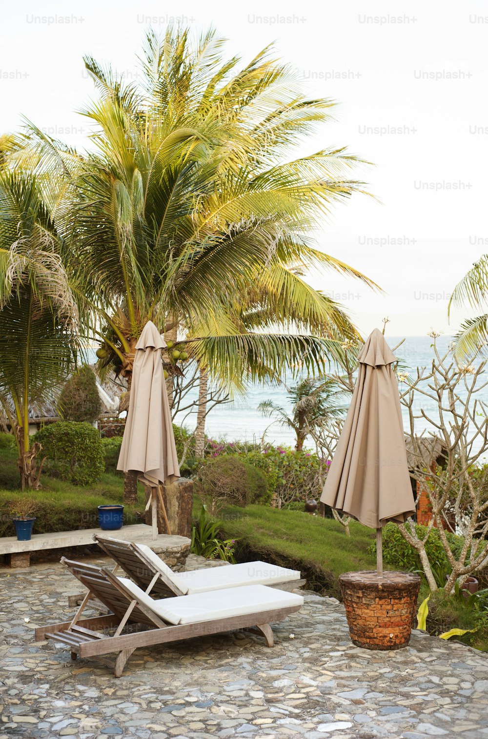 Green, sunny and tropical garden with palm tree.