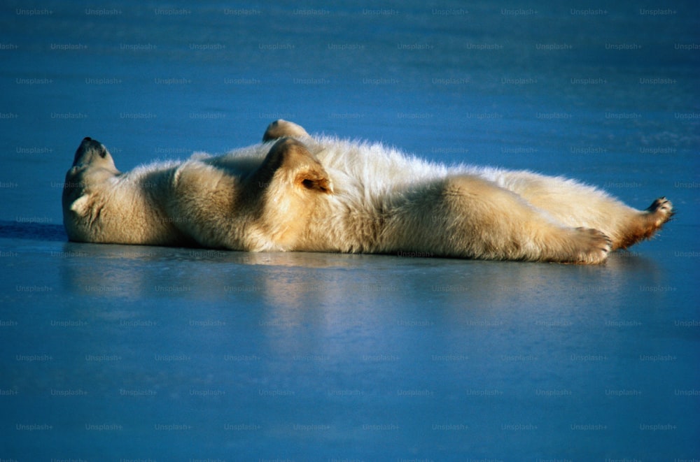 Churchill, Manitoba, Canada. Originario del bacino polare, di parti del Canada e della Groenlandia. L'orso polare è l'unico orso marino e il più grande di tutti i carnivori terrestri. Hanno uno strato extra di grasso sotto la pelle per l'isolamento e sono forti nuotatori.
