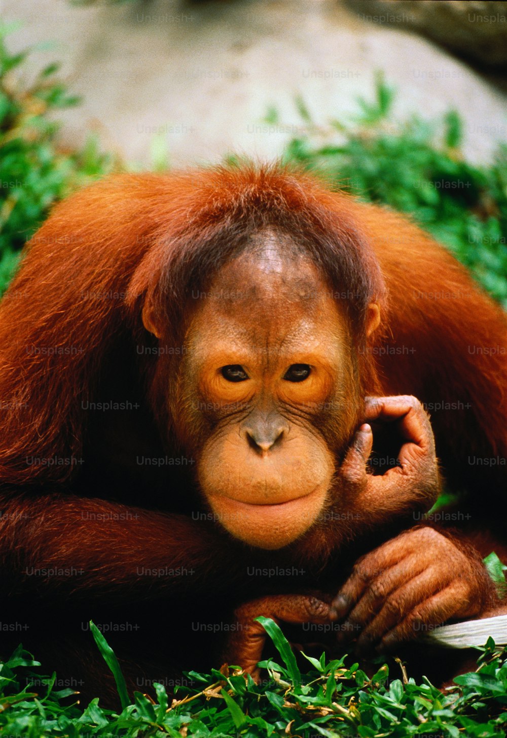 Captive,location unknown.Orang-utan is a Malay name meaning 'man of the forest'.Orang-utans spend the majority of their lives in trees;travelling in small groups by day,eating leaves and fruit,and nest at night.Native to the forests of Borneo and Sumatra.
