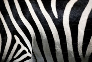 a close up view of a zebra's head