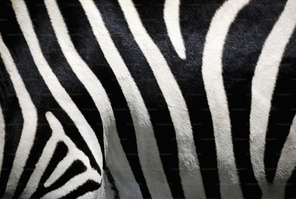 a close up view of a zebra's head