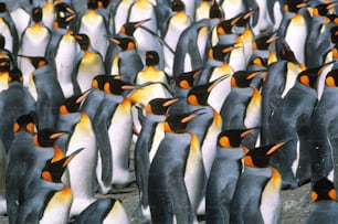 Encontrado na Antártida, na ponta da América do Sul e em algumas ilhas do Hemisfério Sul. Segundo maior dos pinguins, depois dos imperadores, os pinguins-rei têm uma mancha amarela laranja em seus peitos e costas pretas acinzentadas.