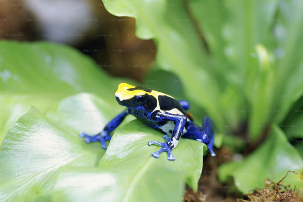 a blue and yellow frog sitting on top of a green leaf