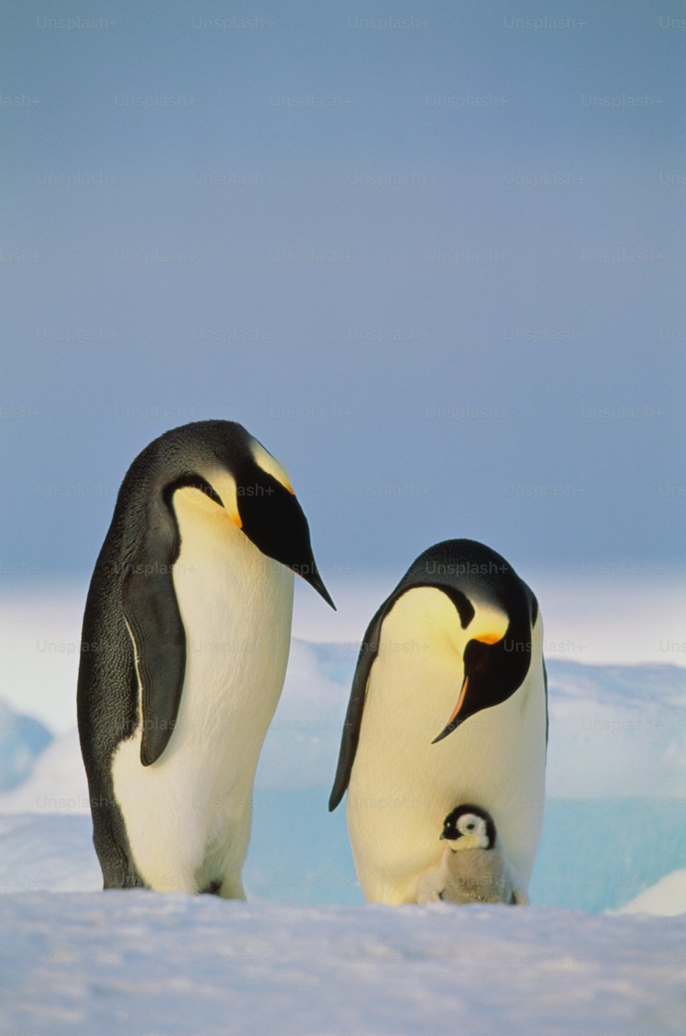 Les manchots empereurs sont la plus grande espèce de manchots. Comme tous les pingouins, ils ne peuvent pas voler mais sont de bons nageurs. Les manchots empereurs vivent sur la glace de l’Antarctique.
