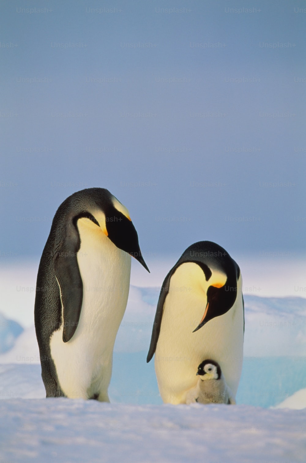 Os pinguins-imperadores são a maior espécie de pinguim. Como acontece com todos os pinguins, eles não podem voar, mas são nadadores fortes. Pinguins-imperadores vivem no gelo da Antártida.