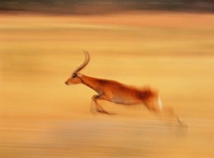Il lechwe rosso è una specie minacciata di antilopi di medie dimensioni. Pascolano sull'erba nei prati allagati e nelle pianure alluvionali. Maschio e femmina rimangono separati per la maggior parte dell'anno, tranne durante la stagione riproduttiva. Sono originari del Botswana e dello Zambia.