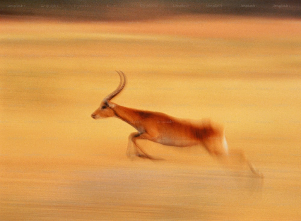 Red lechwe are a threatened species of mid-sized antelopes. They graze on grasses in flooded meadows and flood plains. Male and females remain seperate for most of the year, except during the breeding season. They are native to Botswana and Zambia.