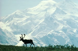 Altri nomi comuni: renna (in Europa). Sia il maschio che la femmina hanno le corna. Sono migratori e si trovano nelle regioni della tundra dell'Alaska, del Canada settentrionale e della Groenlandia.