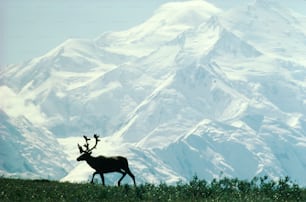 Other common names: reindeer (in Europe). Both male and female have antlers. They are migratory and occur tundra regions of Alaska, Northern Canada, and Greenland.