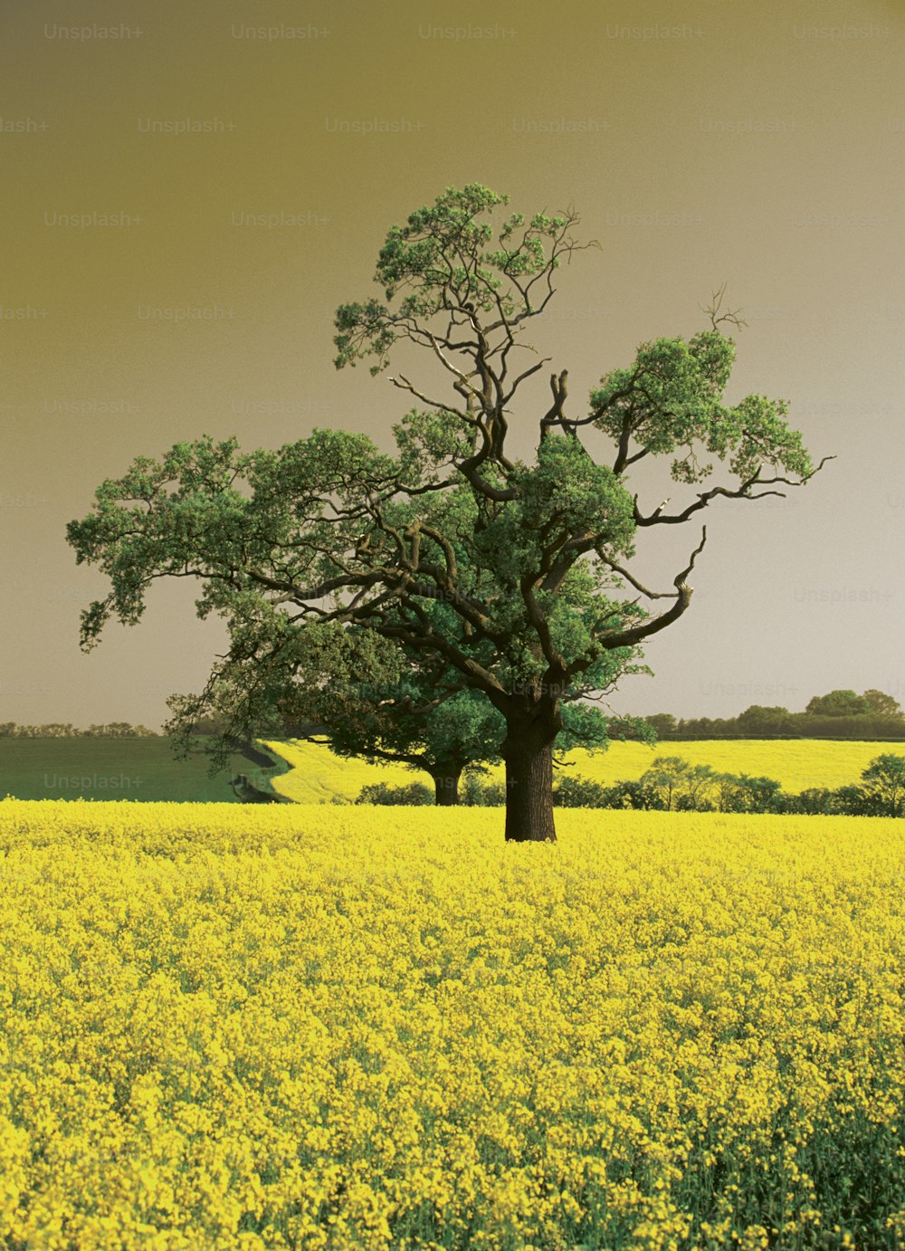 uma árvore solitária em um campo de flores amarelas