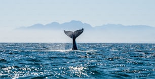クジラの尾のある海景。ザトウクジラ(Megaptera novaeangliae)の尾