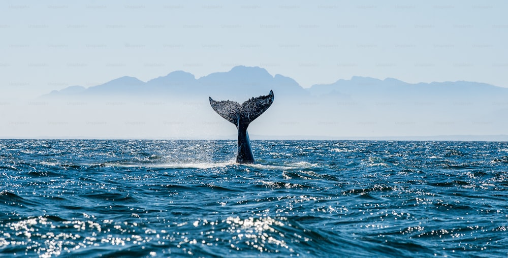 Paesaggio marino con coda di balena. La coda della megattera (Megaptera novaeangliae)