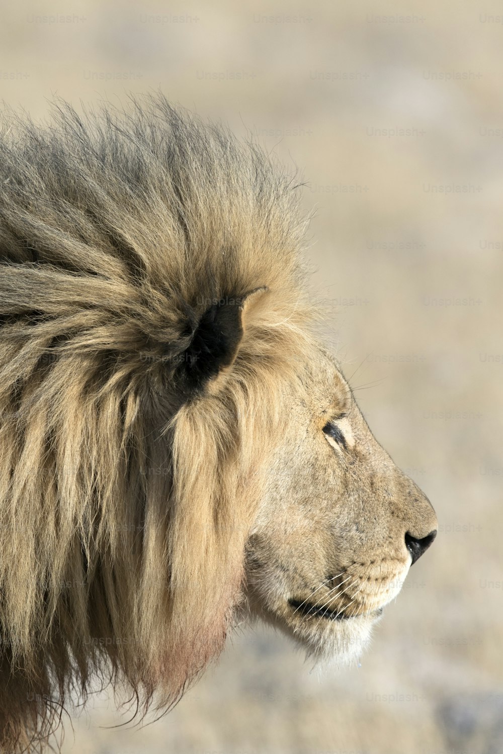 Male lion resting in morning light