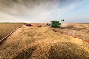 Fagioli di soia nel rimorchio del trattore