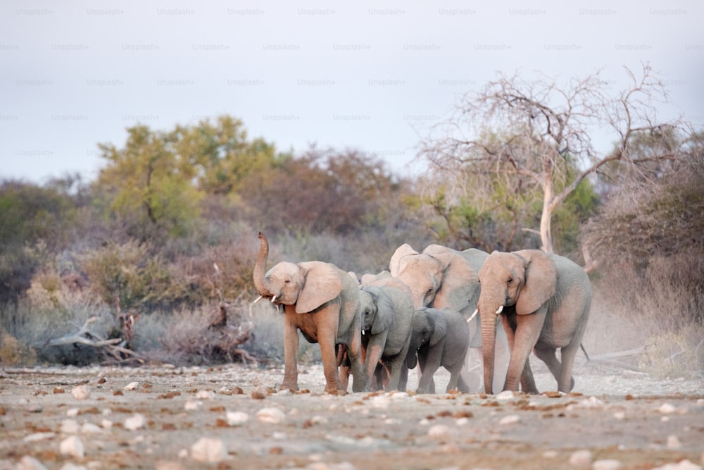 Manada-de-elefantes em um poço de água.